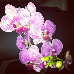 Orchids for Ildi néni (aunty Ildi)