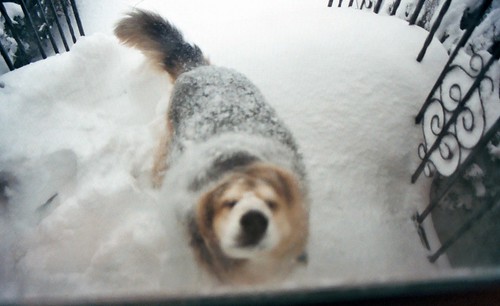 dog snow lenny