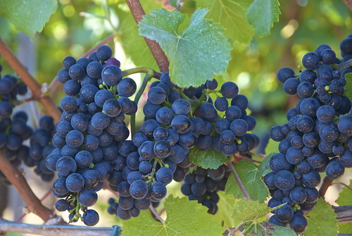 Clusters of Pinot grapes on the vine