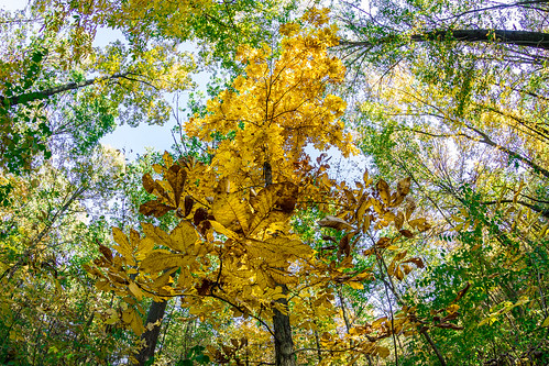 autumn trees canada fall nature leaves forest canon season landscape wideangle fisheye foliage 7d windsor conservationarea devonwood