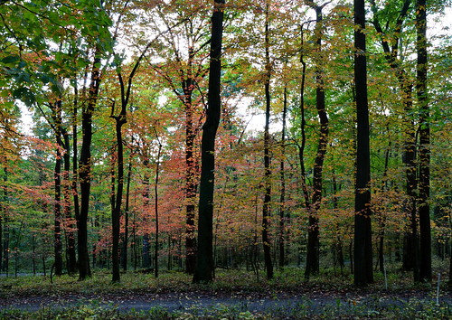 autumn trees history fall forest nationalpark woods pennsylvania georgewashington nationalroad fortnecessity usroute40 nationalhistorichighway corridorofhistory