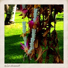 Leis in the morning