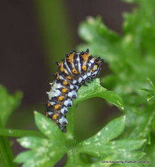 Middle Instar Caterpillar, Papilio polyxenes, Eastern Black Swallowtail