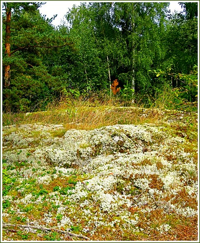 trees norway forest gras lichen jevnaker thegalaxy mygearandme ringexcellence flickrstruereflection1 magicmomentsinyourlifelevel2 magicmomentsinyourlifelevel1