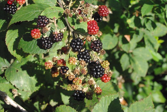 blackberry (Rubus fruticosis and relatives)