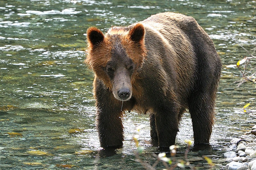 grizzlybear orfordriver nikond3s buteinletbc campbellriverwhalewatchtour