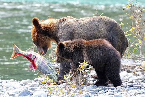 grizzlybear orfordriver nikond3s buteinletbc homalcofirstnations campbellriverwhalewatchtour