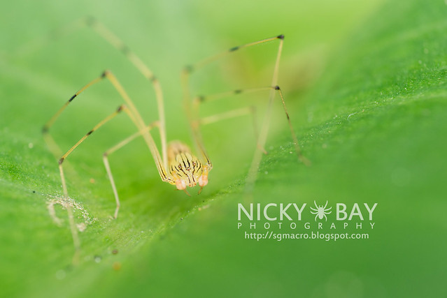 Spitting Spider (Scytodidae) - DSC_5100