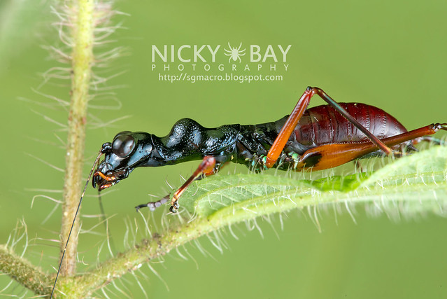Tiger Beetle-Mimic Katydid (Condylodera tricondyloides) - DSC_1738
