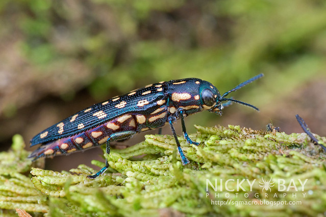Jewel Beetle (Polyctesis sp.) - DSC_5897
