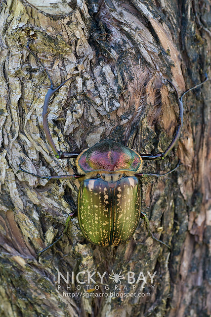 Scarab Beetle (Cheirotonus sp.) - DSC_6591