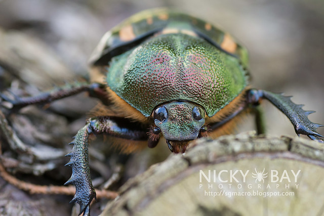 Scarab Beetle (Cheirotonus sp.) - DSC_6585