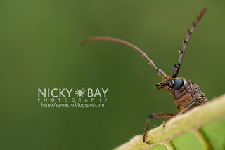 Longhorn Beetle (Cerambycidae) - DSC_9376