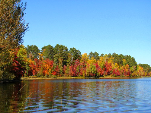 trees lake fall colors leaves minnesota micky stmaryslake peakcolors autumncolorful