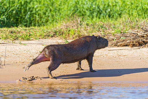 Capybara stretching on the sand