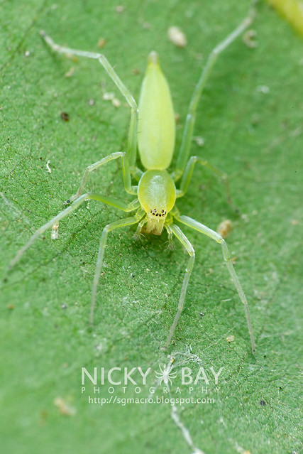 Sac Spider (Clubionidae) - DSC_6502