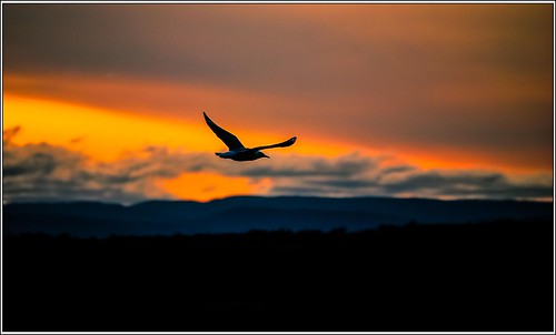 sunset color bird birds animals nikon exposure seagull australian australia shutter tasmania tasmanian eastcoasttasmania nikon55200mm nikond40x