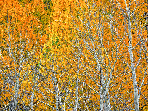 california autumn trees orange color fall yellow landscape fallcolor branches aspens bishop lattice easternsierra colorchange bishopcanyon