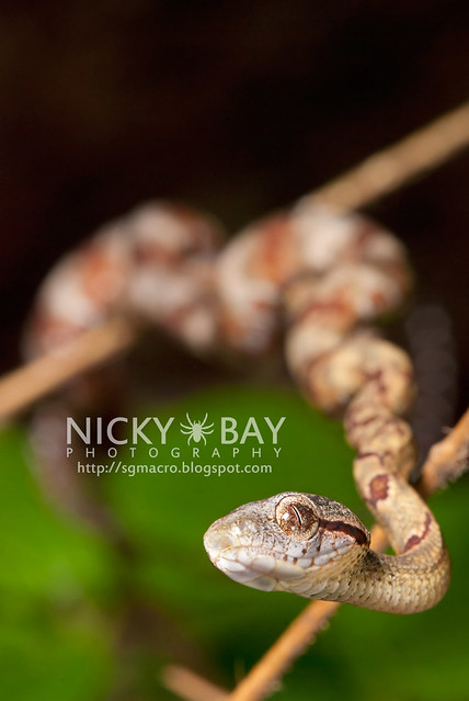 Dog-Toothed Cat Snake (Boiga cynodon) - DSC_2122