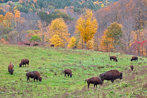 autumn fall view newhampshire clarks volpe farmvalley bisonlangdonbuffalolinda