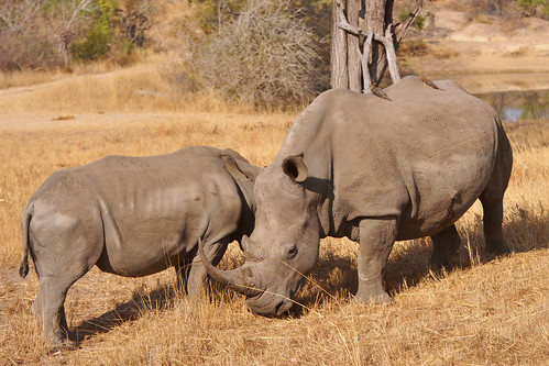 africa morning sun sunrise southafrica dawn rhino sabi krugerpark kruger savanna gamedrive gamereserve whiterhino sabisand inyati inyatigamereserve