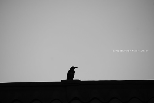 roof bird ave crow minimalism minimalismo tejado minimalistic cuervo pájaro