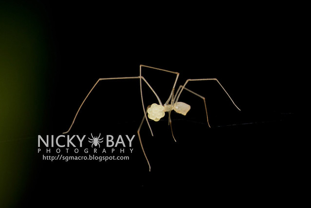 Cellar Spider (Pholcidae) - DSC_4804