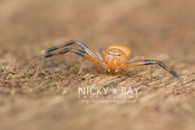 Crab Spider (Thomisidae) - DSC_4062