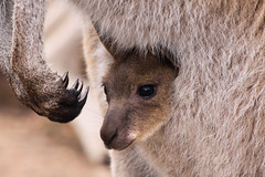 Wild kangaroo's, John Forrest national park, Western Australia