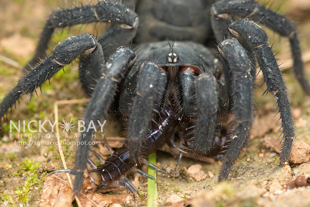 Black Armoured Trapdoor Spider (Liphistius malayanus) - DSC_6261