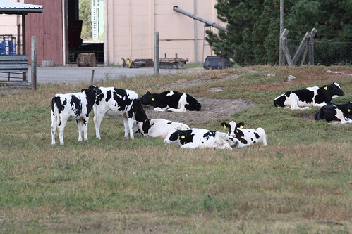 cattle landwirtschaft vorpommern agricultur rinder ducherow