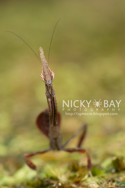 Bark Horned Mantis nymph (Ceratocrania macra) - DSC_6625