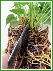 Propagating our Pink Anthurium (a dwarf variety) by division - Step 1