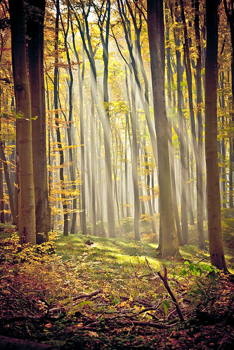 nature forest landscape europe slovakia malekarpaty