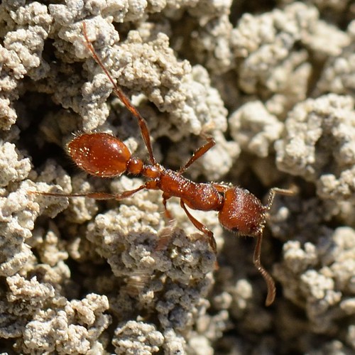 insect ant nevada 105mmf28gvrmicro myrmicinae stillwaternationalwildliferefuge tag20120829k manicainvidia