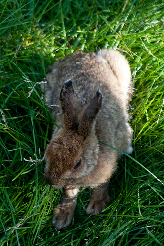 2012 rebelxti borealie borealieorg boréalie july stfélicien zoo zoosauvage lièvre animal mammal lièvred’amérique lepusamericanus hare snowshoehare