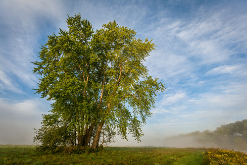 sky tree field fog landscape prophetstown prophetstownstatepark