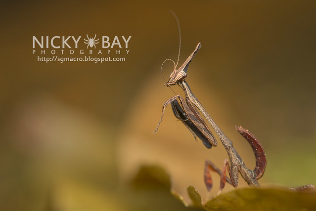 Bark Horned Mantis nymph (Ceratocrania macra) - DSC_6630