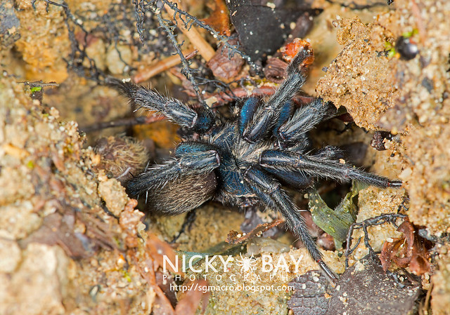 Brush-Footed Trapdoor Spider (Barychelidae) - ESC_0032