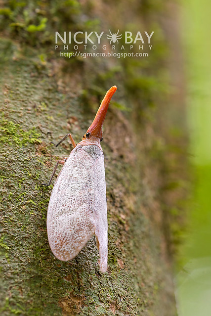 Lantern Bug (Pyrops sultana) - DSC_9232