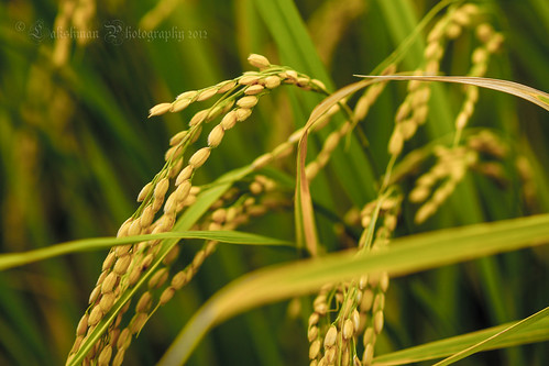 nature japan canon eos rice paddy gifu 2012 lakshman 50d canonef100mmf28macrousm canoneos50d lakshmanphotography