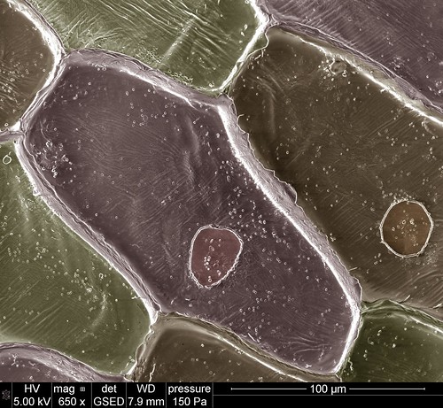 cell fei onion microscopy nucleus magnification nanotechnology electronmicroscope nanoimage feicompany microscopyimage feiimagecontest quantadualbeamfamily materialssciencematerialsimaging analysisandcharacterization