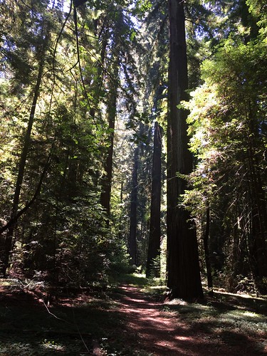 redwoods redwood fklanegrove franklinklanegrove avenueofthegiants phillipsvilleca humboldtredwoodstatepark humboldtcounty