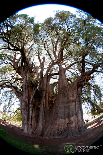 tree mexico fisheye oaxaca cypress cypresstree santamariadeltule santamaríadeltule widesttree