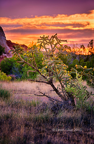 cactus newmexico santafe sunrise twilight desert places hdr earlymorninglight turquoisetrail pentaxk5