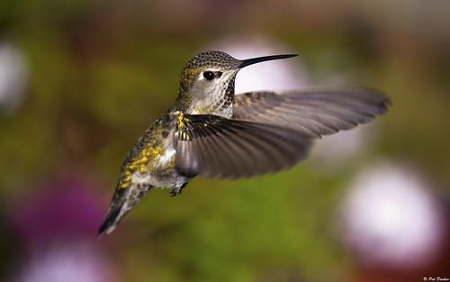 hummingbird wbu wildbirdsunlimited annas hummer backyard nikon interestingness explore explored