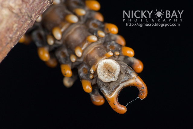 Trilobite Beetle (Platerodrilus sp.) - DSC_2014