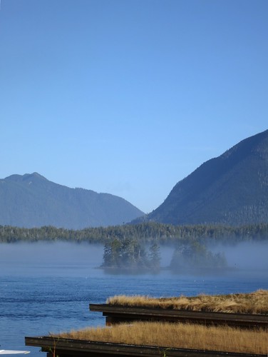 trees roof sea mist mountains building green grass forest islands town view tofino weatherphotography