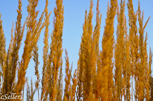 trees usa fall leaves weeds fallcolors iowa siouxcity