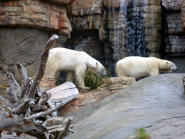 polar bears - cheap san diego zoo tickets